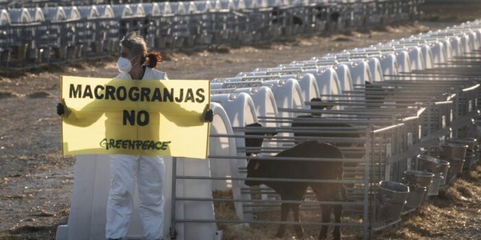 Greenpeace denuncia los efectos de las macrogranjas: «Contaminan y destruyen ganaderías»