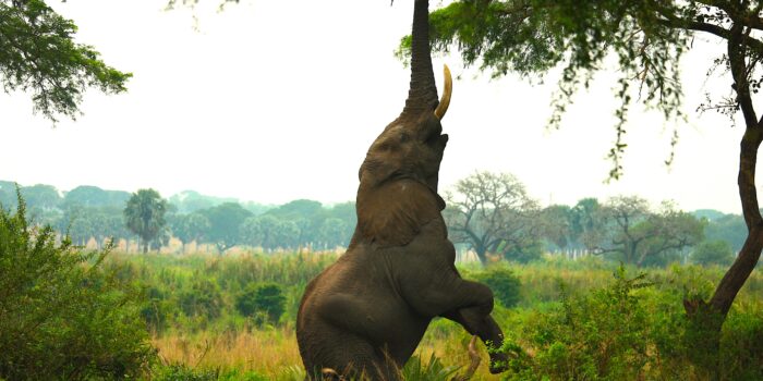 Pasar desapercibido ante los humanos como ventaja evolutiva: El caso de los elefantes africanos
