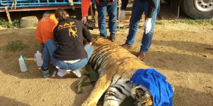 Fin de los circos de animales: «Además de por su bienestar, se evitarán accidentes con los salvajes»