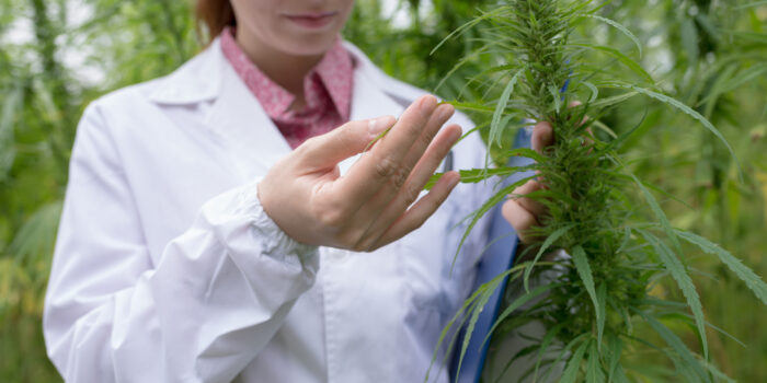 El Congreso avala la regulación del cannabis medicinal: «Insistimos: no se trata de fumarse un porro»