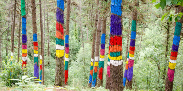 El nuevo Bosque de Oma muestra sus colores