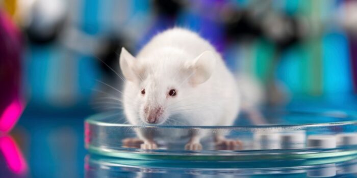 Reprogramación genética en ratones: ¿Estamos más cerca de la eterna juventud?