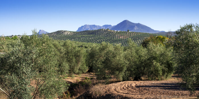 ASAJA Jaén pide no acaparar aceite de oliva para evitar que suban los precios
