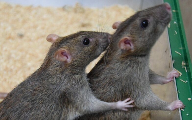 Bilbao quiere acabar con las ratas