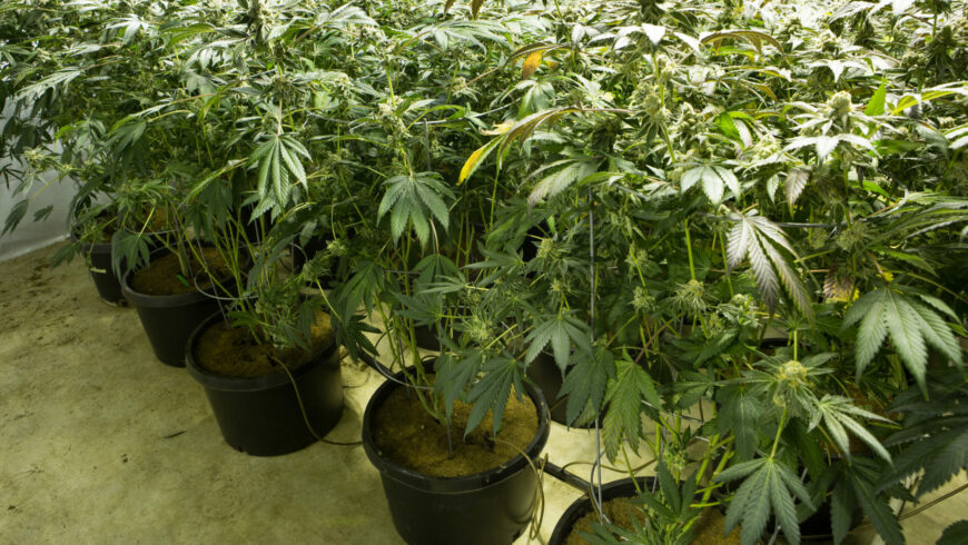 Desmantelada una plantación de marihuana en una lonja de Deusto