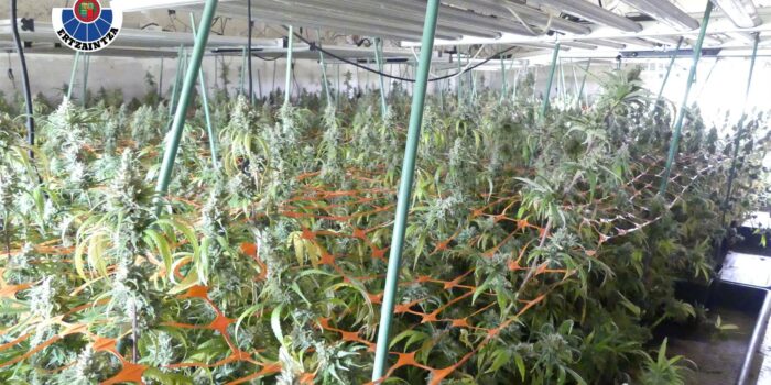 La Ertzaintza desmantela una plantación de marihuana en un pabellón industrial de Barakaldo