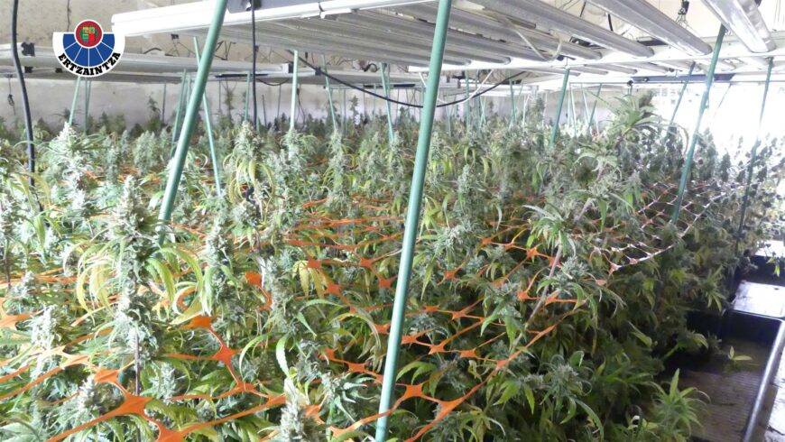 La Ertzaintza desmantela una plantación de marihuana en un pabellón industrial de Barakaldo