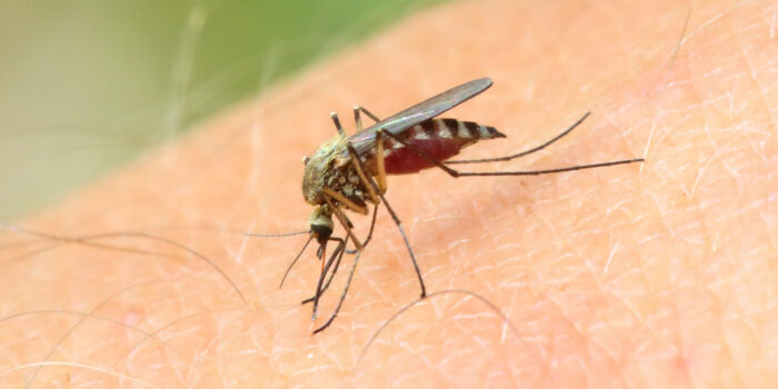 ¿Qué debemos hacer si nos pican mosquitos, garrapatas o abejas?