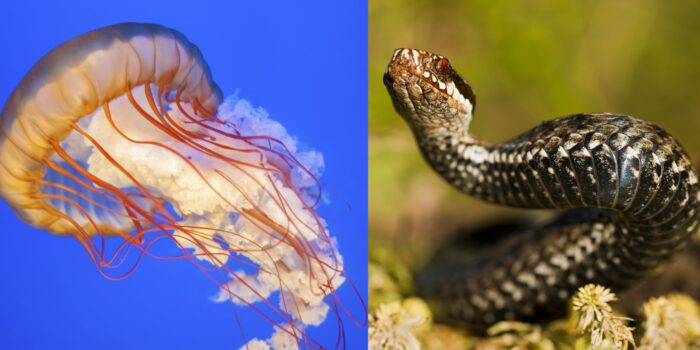 Las amenazas del mar y la montaña: desde medusas hasta víboras