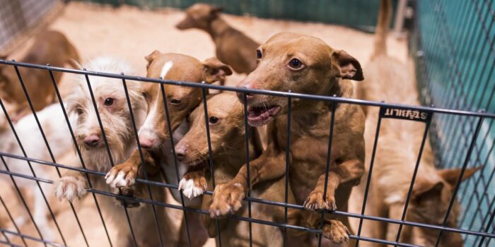 Bilbao hace un llamamiento a la acogida de perros ante la situación límite del Centro de Control Animal