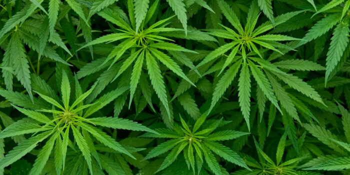 La sofisticación llega a las plantaciones de marihuana: el chalet de Laukiz que escondía un tesoro… ilegal