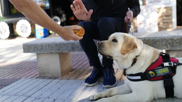 Piden que no se distraiga con comida a los perros guía de la ONCE en Euskadi