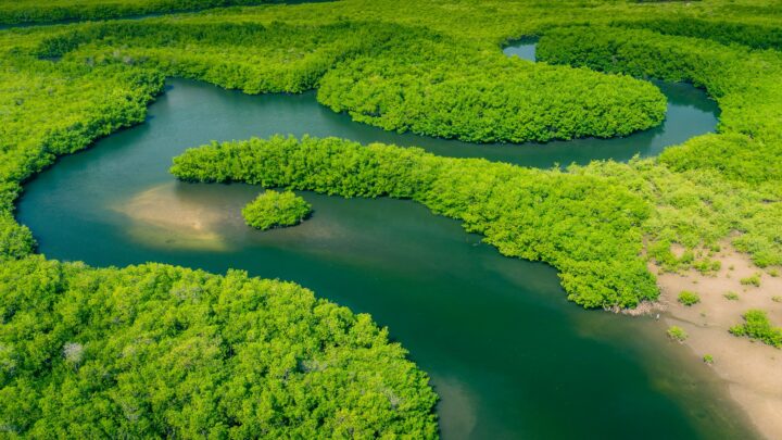 La Amazonia: ¿Es el pulmón del planeta?