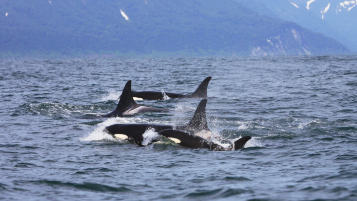 Orcas salvajes en el Cantábrico: «No tienen interés en comerse a nadie»