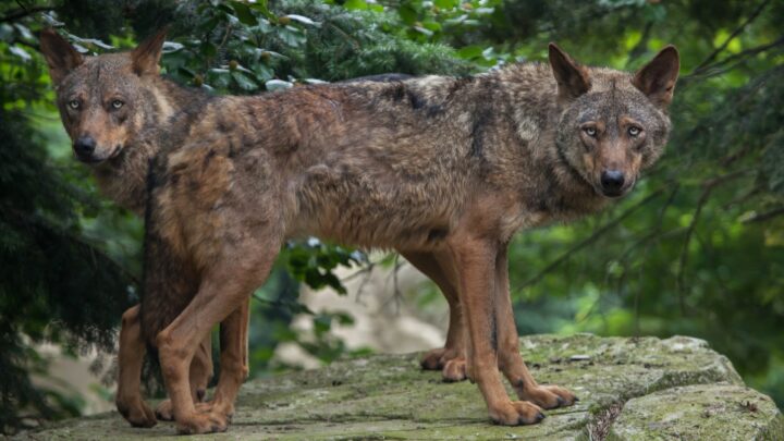 ¿Plaga de lobos?: Tensión entre la conservación de la especie y los intereses de los ganaderos