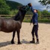 Tipi-Tapa, terapia asistida con caballos: «Se establece un vínculo con el animal»