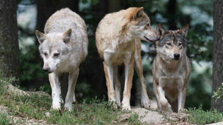 Ekologistak Martxan: «Donde siempre ha habido lobos a ningún ganadero se le ocurriría dejar sus ovejas sin protección»