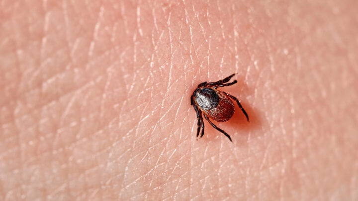 Arranca la campaña SOS Garrapatas ante el aumento del insecto: «También en la playa están picando»