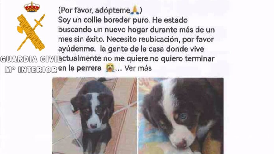 Desarticulado un grupo criminal en Bizkaia dedicado a la estafa en la compraventa de mascotas por internet