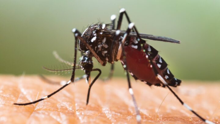 Salud recomienda evitar acumulaciones de agua para que no se propague el mosquito tigre presente en 56 municipios vascos