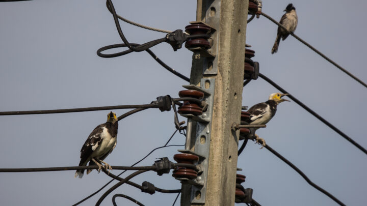 Miles de aves mueren por golpe o electrocutados: «Es un problema reconocido pero no hay medidas»