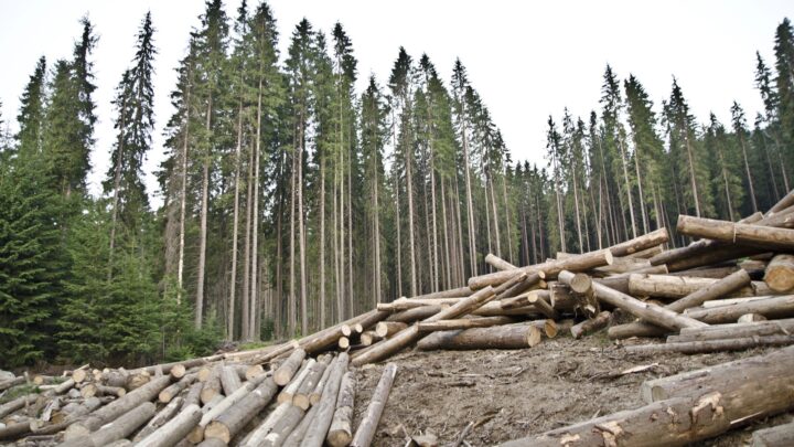 Nueva normativa de la UE contra la Deforestación: «La madera es responsable de apenas el 8%»