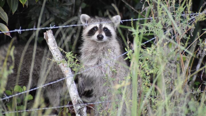 Mapaches en Bizkaia: «Un animal problemático porque es competitivo con especies de nuestra fauna»