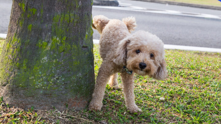 Nueva ordenanza de mascotas en Bilbao: «Limpiar el pis es incómodo, pero si no se hace es una guarrada»