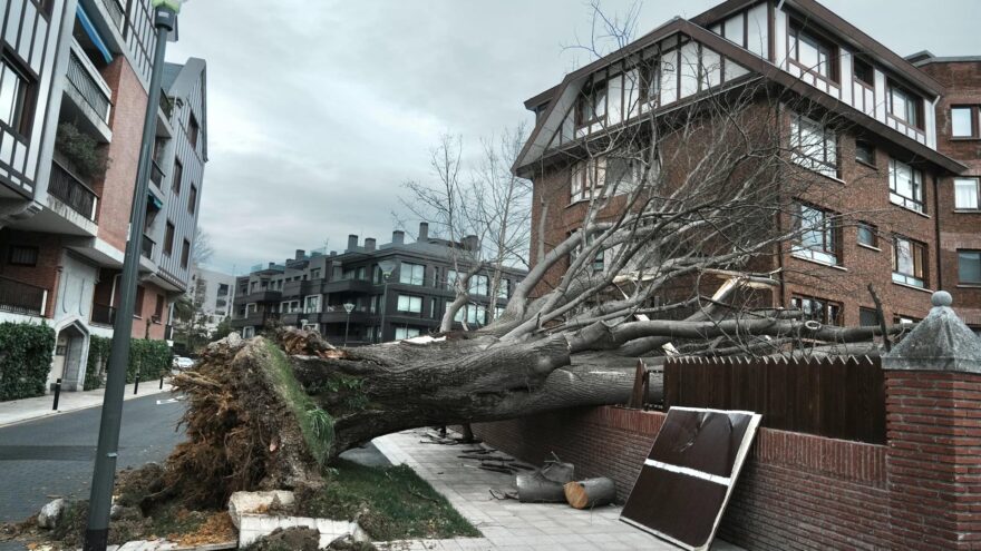 Getxo sustituirá más de 200 árboles dañados por temporales