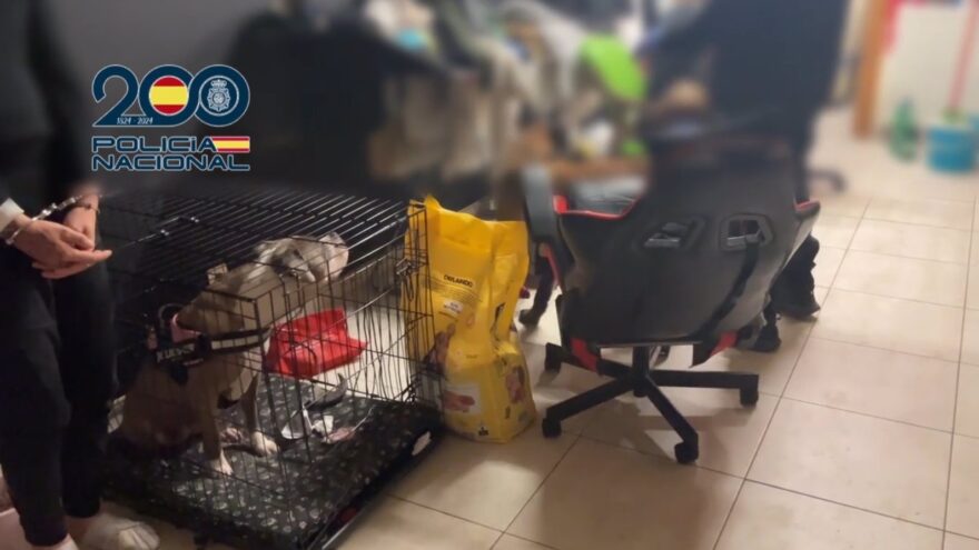 Desarticulan en Bizkaia una red de estafas que vendía cachorros y móviles