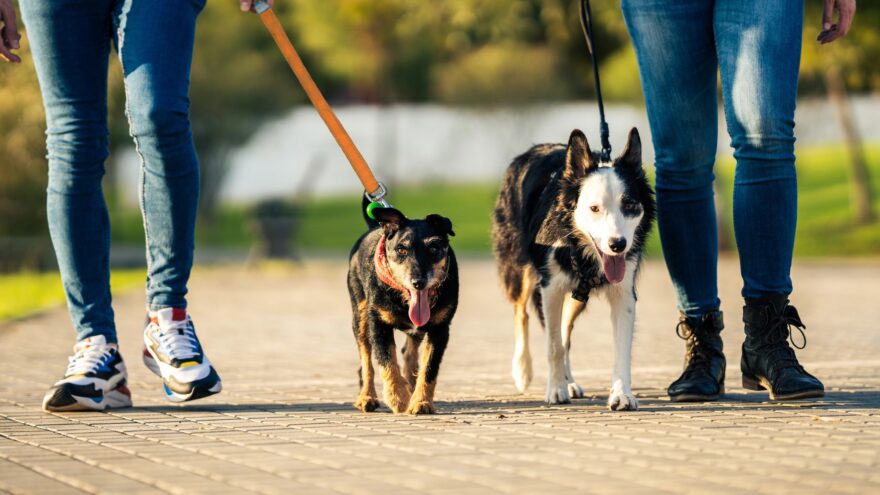 Zalla lanza una campaña informativa sobre la nueva ordenanza de protección animal