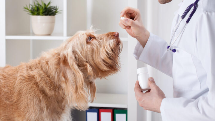 Polémica por la nueva normativa sobre medicamentos veterinarios