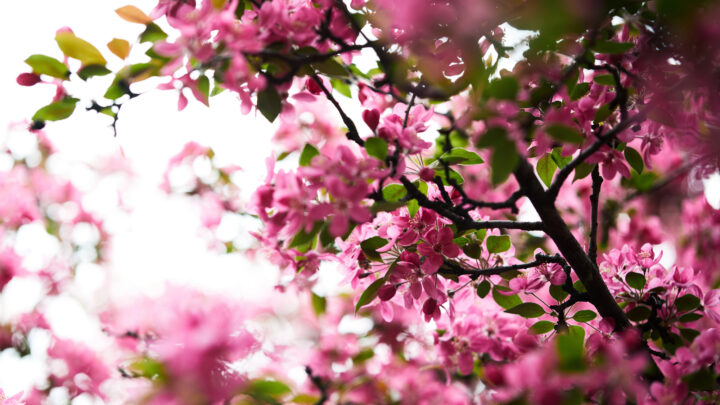 Recibir la primavera y florecer desde dentro