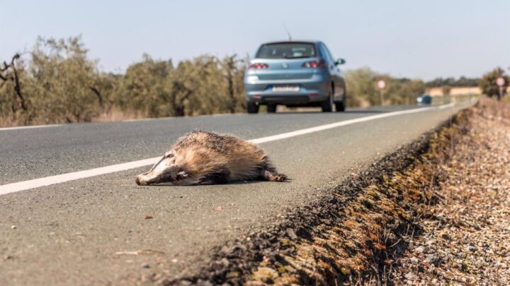 Bilbao acoge una jornada sobre detección de animales en carretera