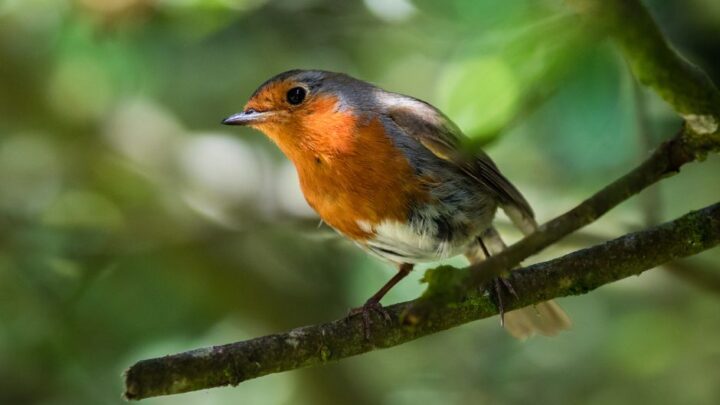 Berriz celebra el Concurso de Pájaros Cantores este domingo 4 de mayo