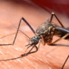 «El animal más letal del planeta es el mosquito»: causa 725.000 muertes al año