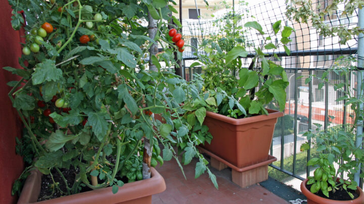 Los balcones de Bilbao son comestibles: «Cultivar en casa renaturaliza el barrio»