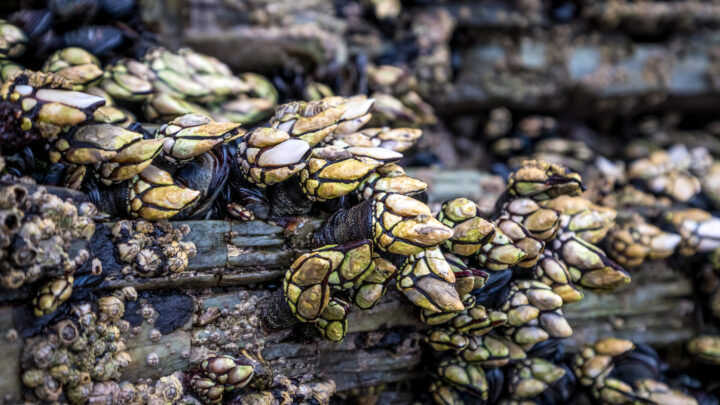 Dos investigados por extraer furtivamente 16 kilos de percebes en la isla de Izaro en Bermeo