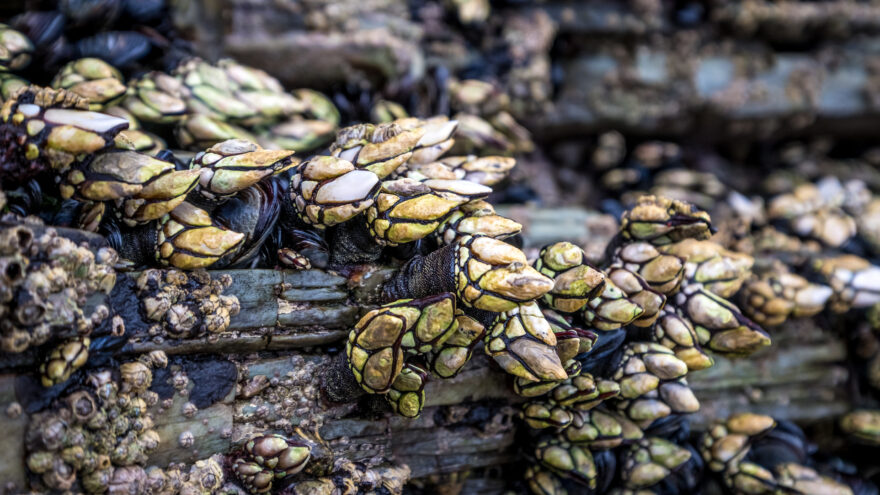 Dos investigados por extraer furtivamente 16 kilos de percebes en la isla de Izaro en Bermeo
