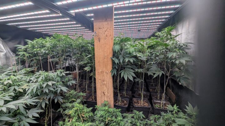 Desmantelan una plantación de marihuana en un caserío de Gatika