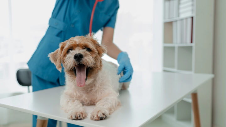 Clínicas veterinarias se declaran colapsadas por el Decreto 666/2023 : miles de pacientes en riesgo