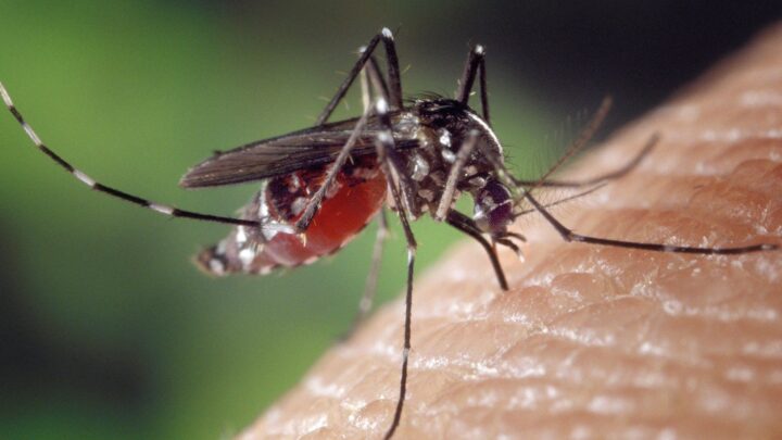 ¿Has visto estas rayas? Activan el Programa de Detección del Mosquito Tigre en Euskadi