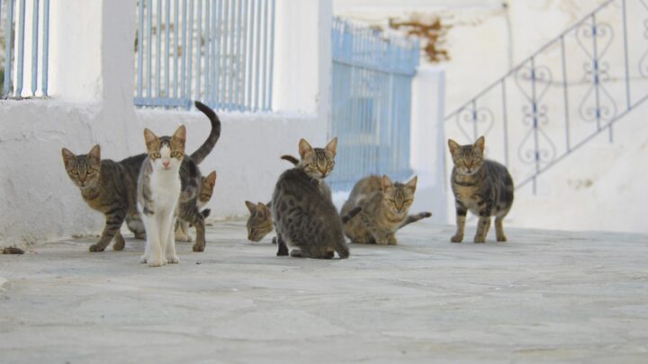 PACMA lleva a los tribunales la ordenanza de protección animal de Bilbao por vulnerar la ley