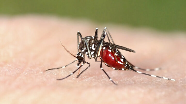 Este año el mosquito tigre no viene solo: «El mosquito de Japón es también vector de enfermedades»