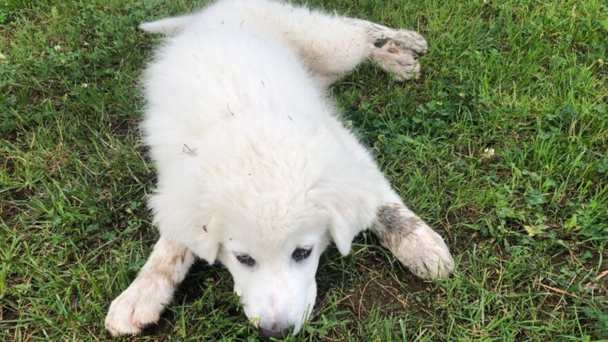 Asociaciones vascas de mascotas agradecen la futura norma europea sobre bienestar animal