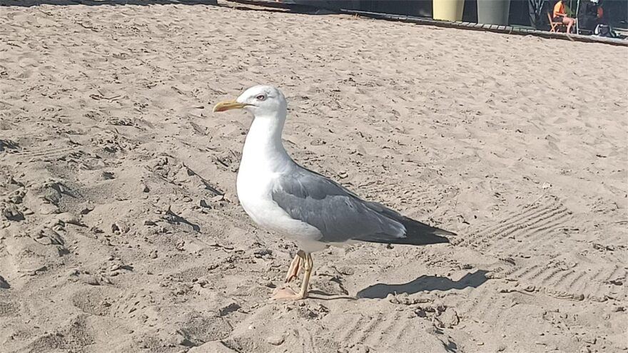 Los casos de gaviotas con gripe aviar «no son una sorpresa» y no hay riesgo para la salud humana