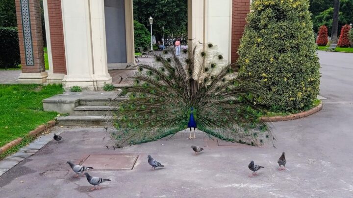 Pavo Real en todo su esplendor