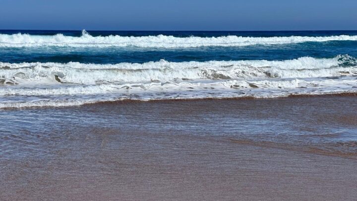 Alerta medusas en Bizkaia: nueve playas con baño prohibido o bajo precaución