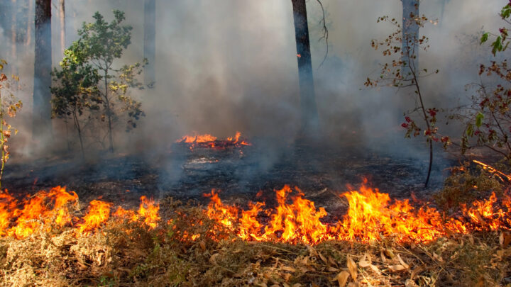 «El peor riesgo de incendios es el abandono del monte»