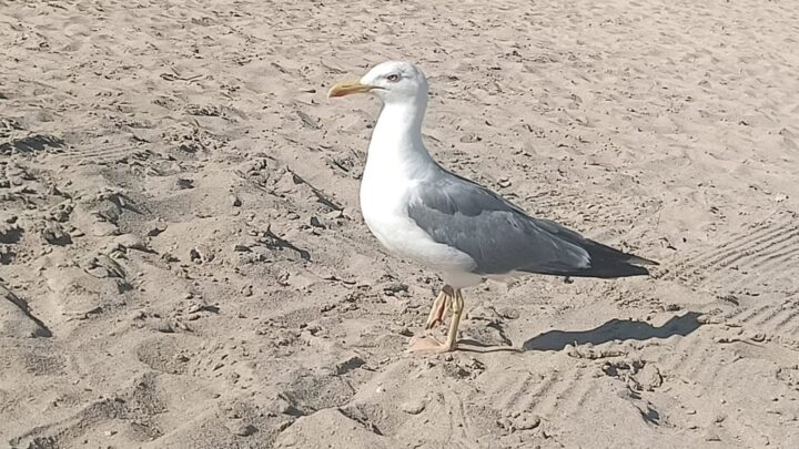 Bizkaia registra «casos esporádicos» de gripe aviar en gaviotas y cormoranes